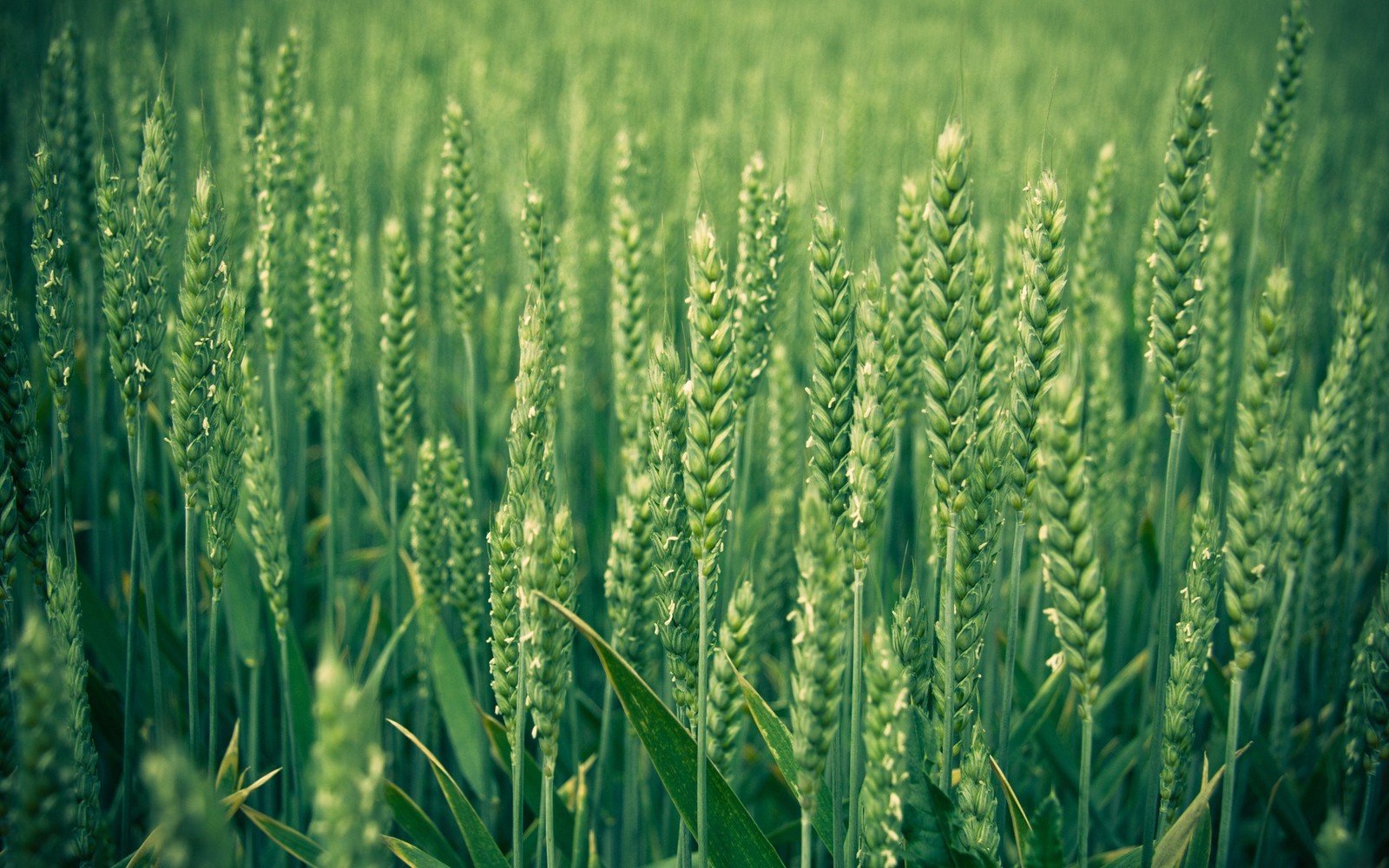 Primer plano de un campo de trigo verde con un cielo verde de fondo (trigo, cereal, grano alimenticio, familia de hierbas, cosecha)