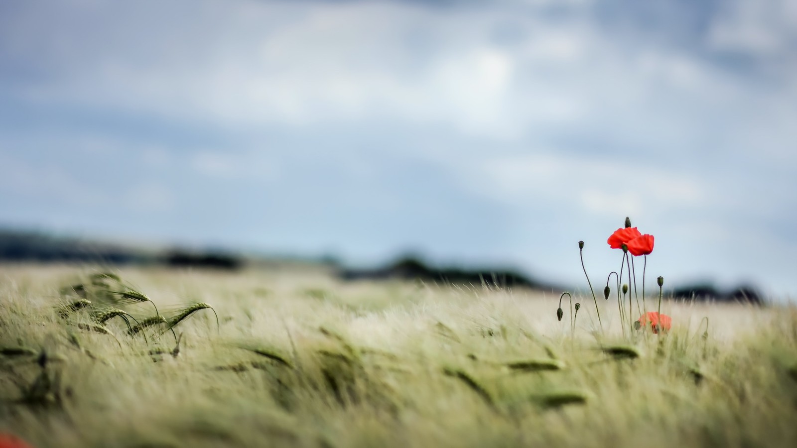 There are two red flowers in a field of green grass (grassland, grass, field, grass family, ecoregion)