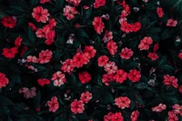 flowering plant, flower, petal, red, pink wallpaper