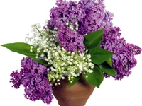 Bouquet vibrant de lilas et de muguets dans un pot en terre cuite