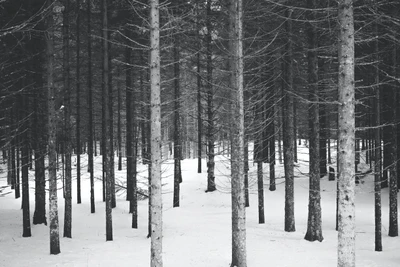 Black and White Winter Landscape with Snow-Covered Trees