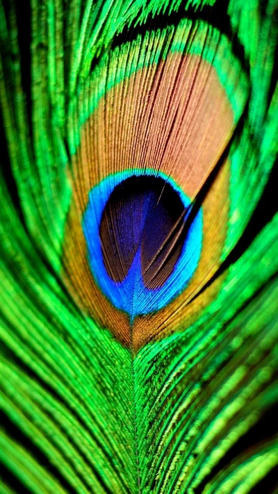 Close-up de uma vibrante pena de pavão com padrões verdes e azuis impressionantes