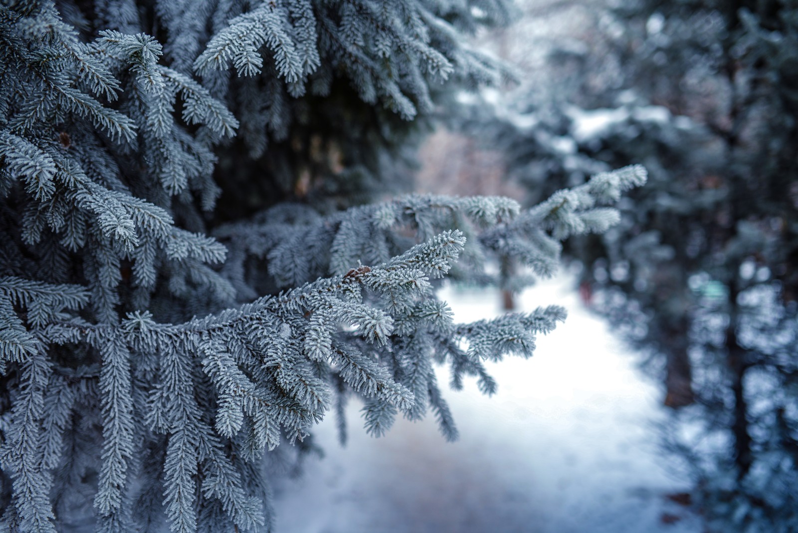 snow, winter, frost, freezing, tree wallpaper