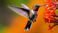 Colibrí alimentándose de flores vibrantes