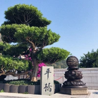 Elegante árvore bonsai na paisagem de Hong Kong