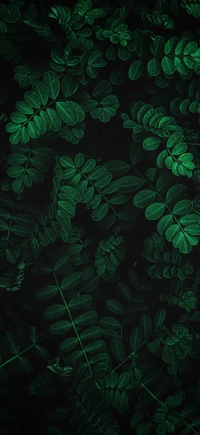 Lush Green Foliage Pattern on Dark Background