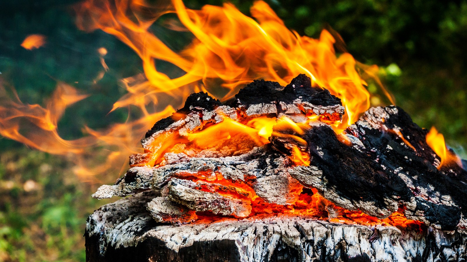 Hay un fuego que arde en la hierba (carbón, fuego, ceniza, fogata, árbol)