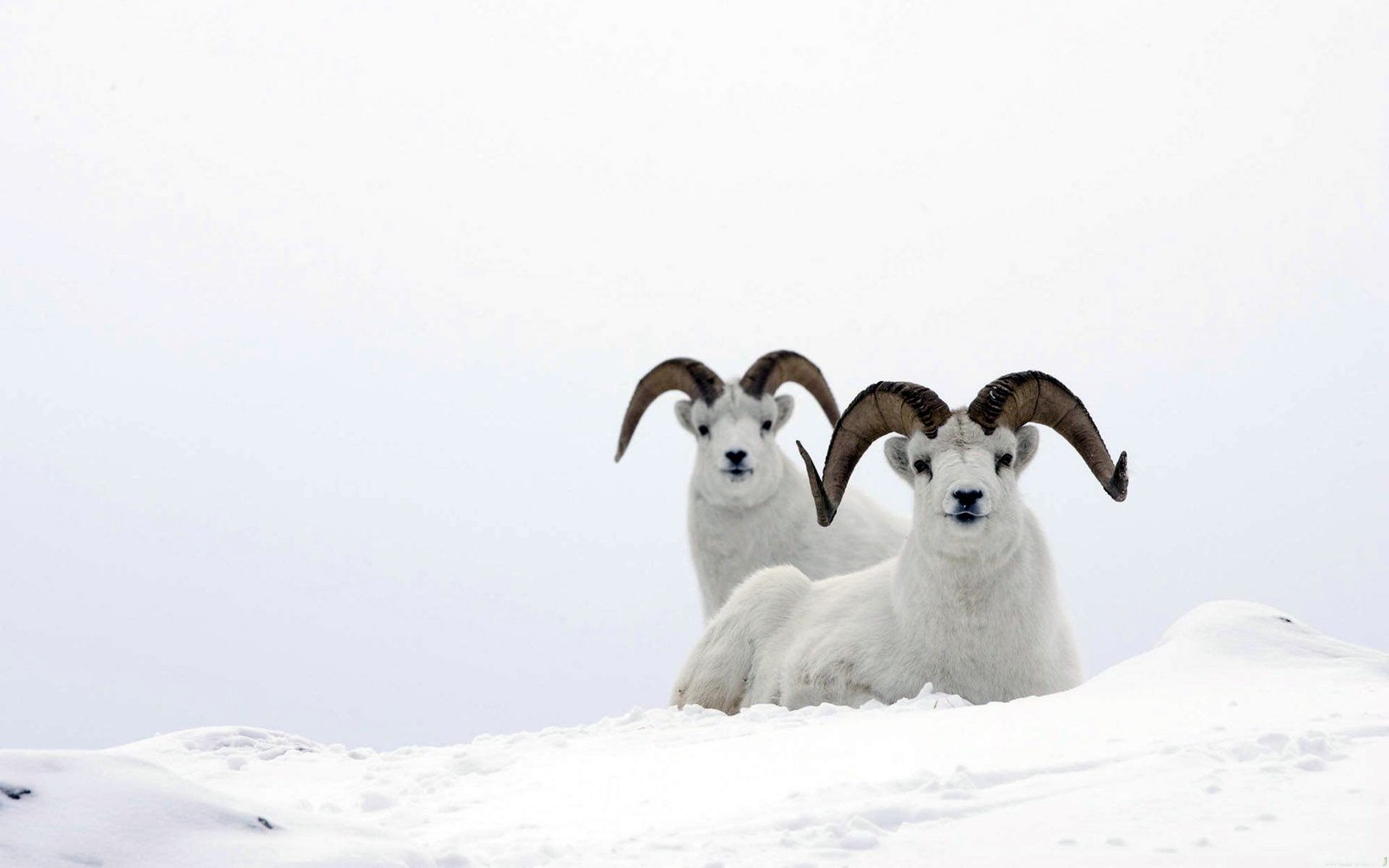 Hay tres carneros parados en una colina nevada con los cuernos en alto (ovejas, nieve, vida silvestre, animal, fauna)