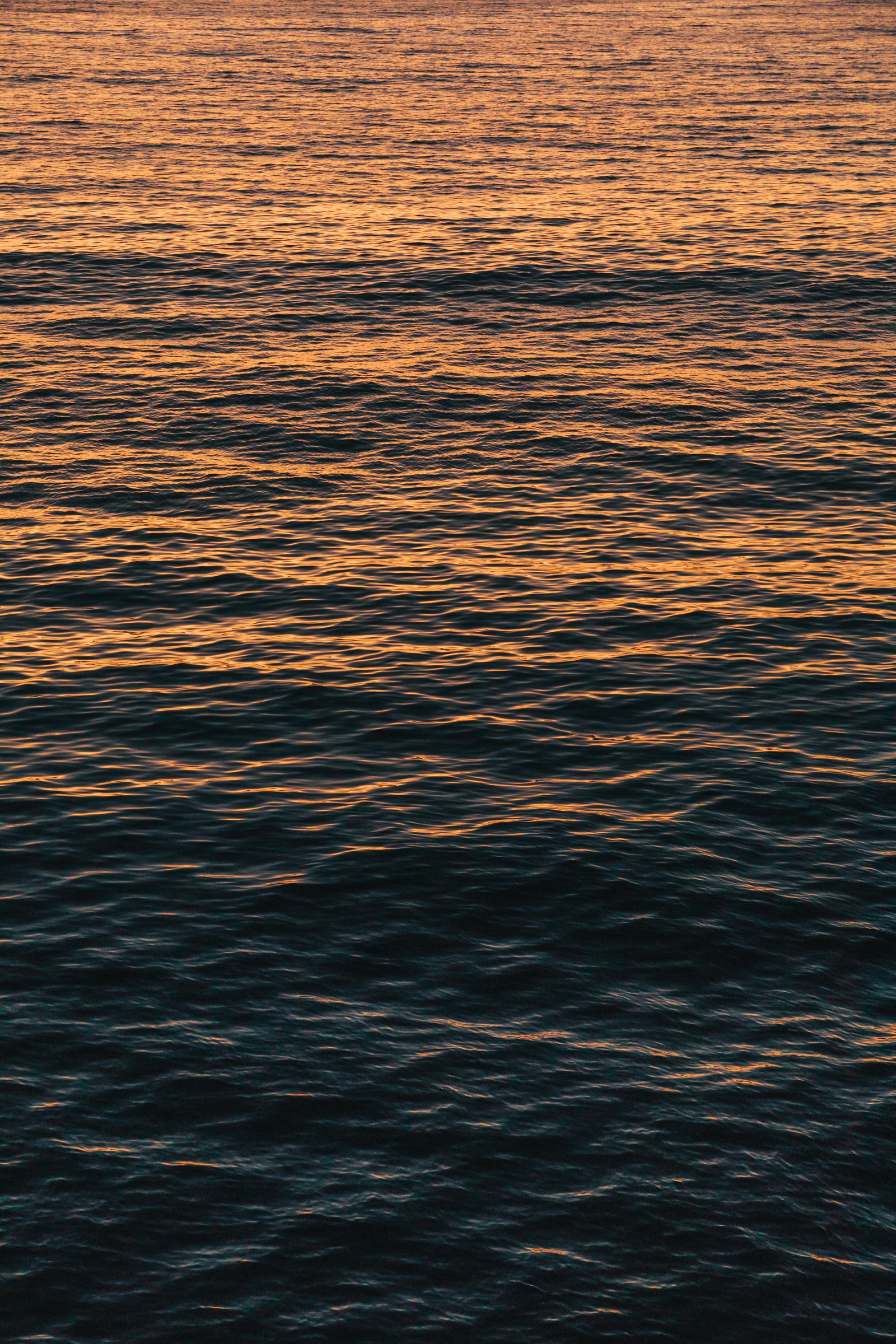 Un oiseau solitaire vole au-dessus de l'eau au coucher du soleil (eau, mer, horizon, océan, calme)