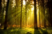 Sunlit Grove in Temperate Coniferous Forest