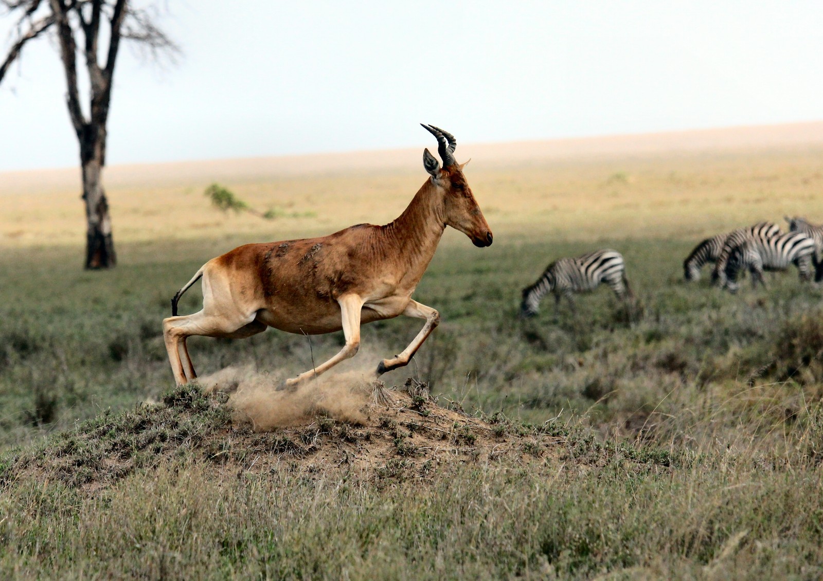 Zebras and antelope running in a field with a tree in the background (antelope, impala, moose, wildlife, zebra)