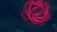 Vibrant Red Rose with Raindrops in a Garden Setting