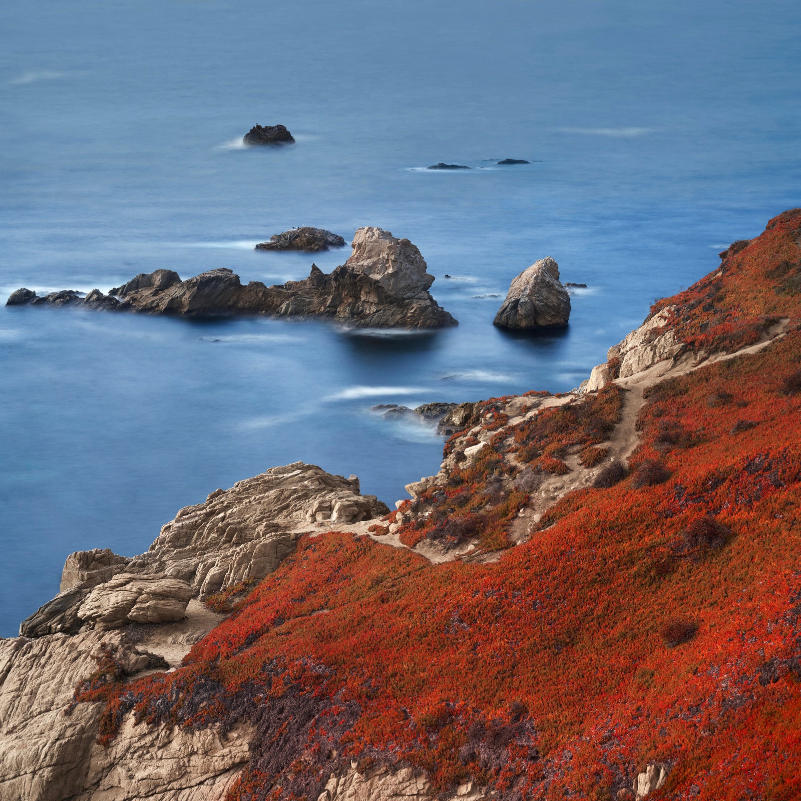 Há muitas pedras na costa do oceano com flores vermelhas (linha costeira, costa, rochas, macos big sur, ação)