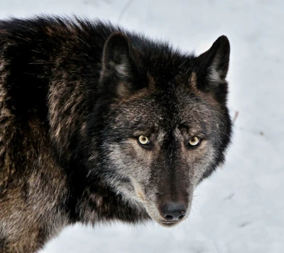 animal, caçador, predador, selvagem, lobo