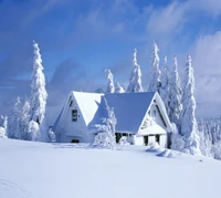 Maravilha de inverno em Belgrado: Cabana coberta de neve entre pinheiros congelados