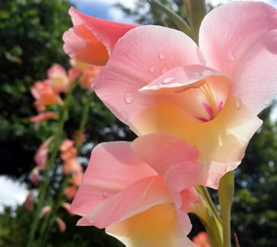 Delicadas flores de gladiolo rosa en la naturaleza