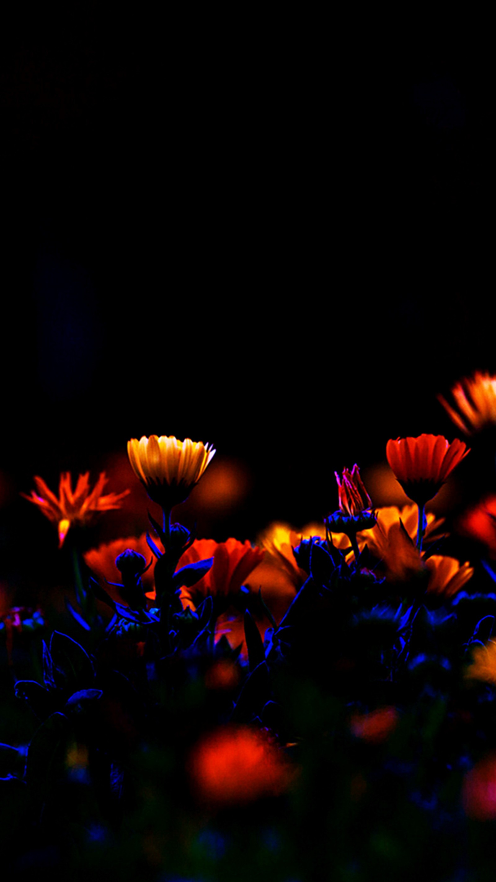 Hellig bunte blumen auf einem feld bei nacht mit dunklem hintergrund. (blumen, nacht)