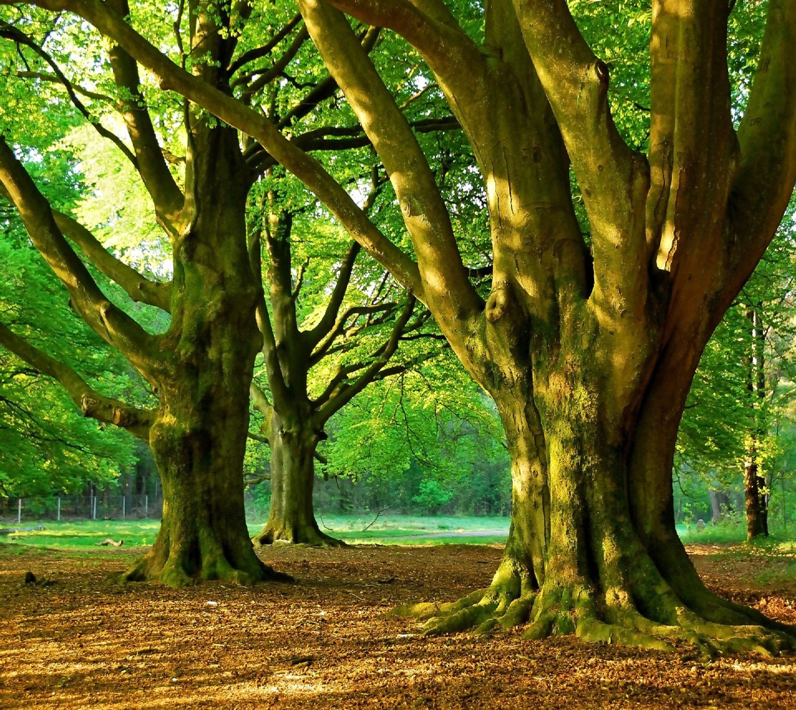 Descargar fondo de pantalla naturaleza