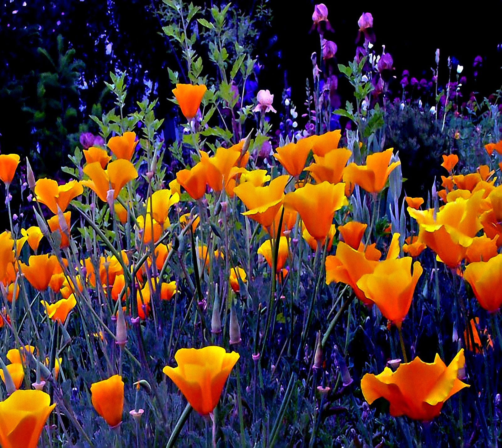 There are many orange flowers in the field with purple flowers (nice, wallpaper)