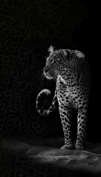 Leopardo majestoso em elegância sombreada