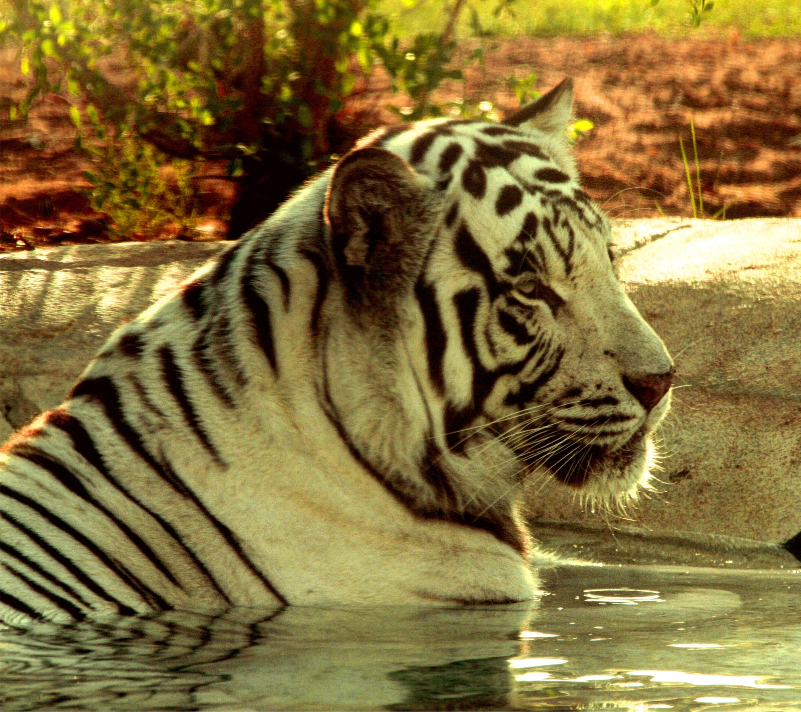 Zebra im wasser mit einer felswand im hintergrund (tiger, wildleben)