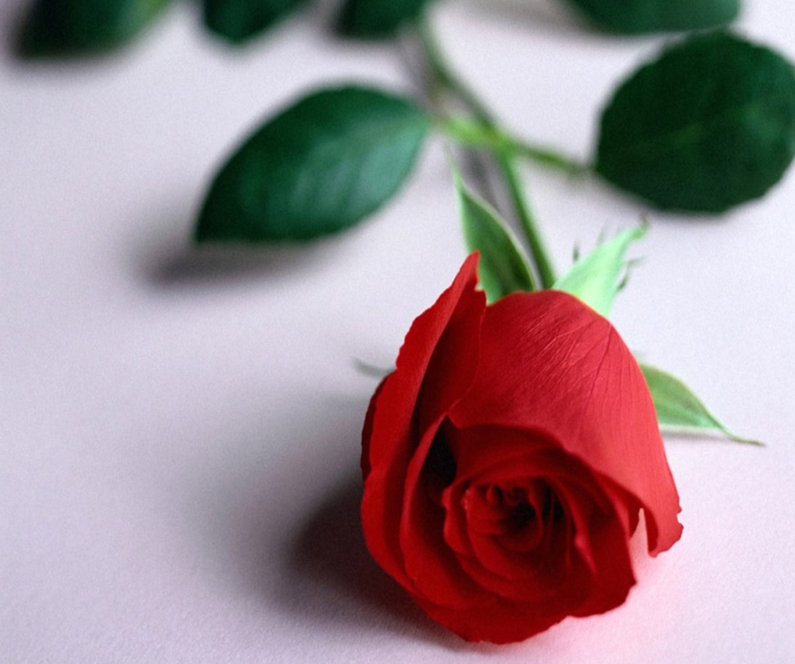 Hay una sola rosa roja sobre una superficie blanca. (flor, naturaleza, rojo, rosa)