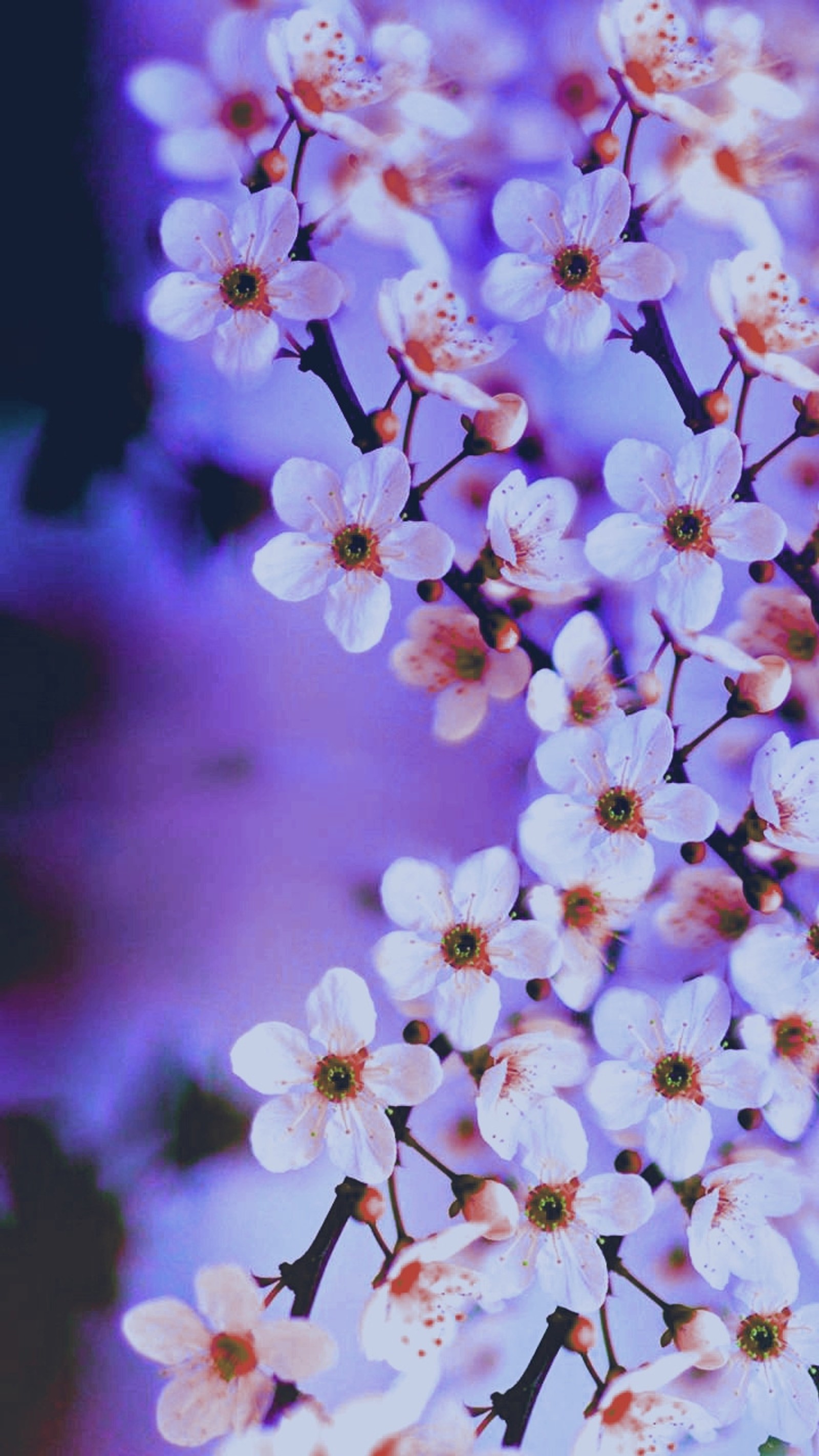 There is a close up of a bunch of flowers on a tree (flowers, tree)