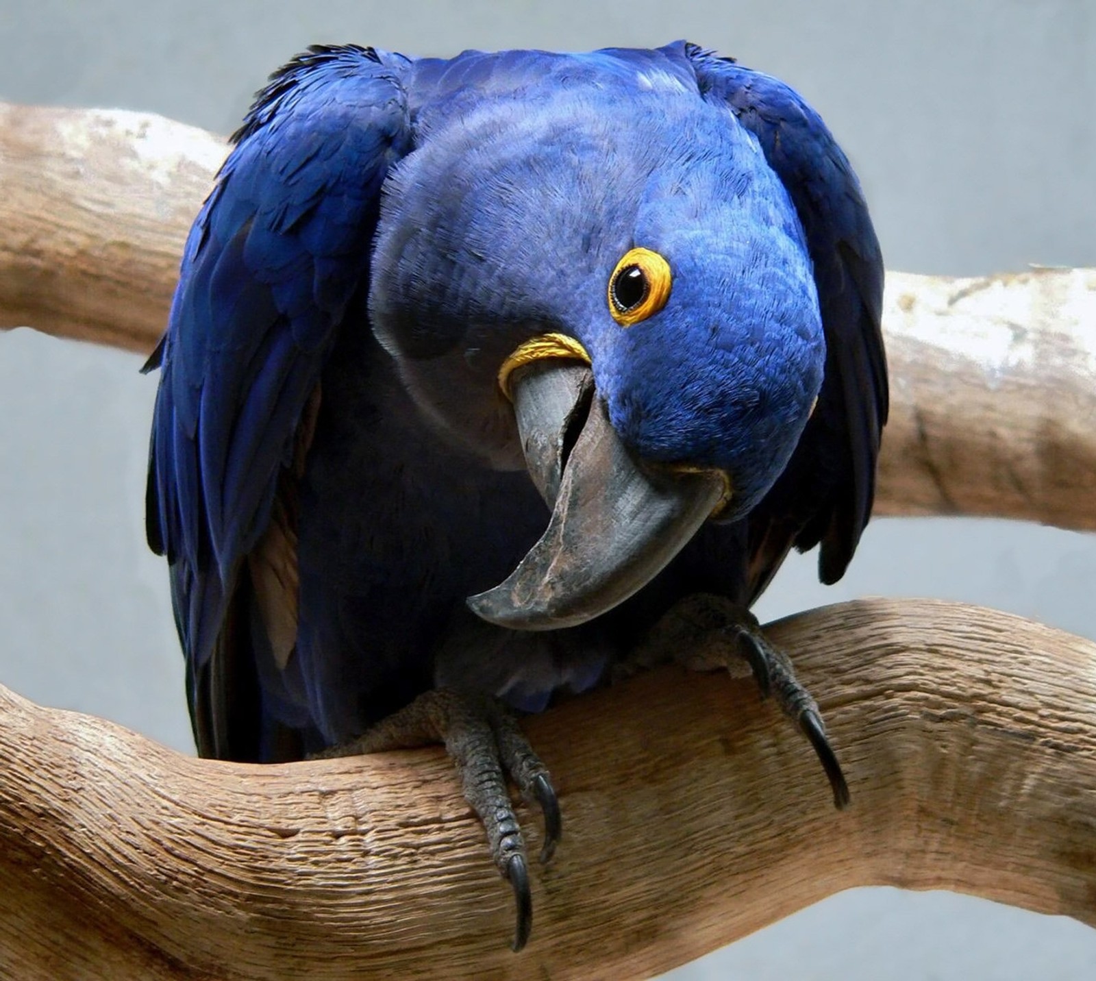 There is a blue bird with a yellow beak sitting on a branch (awesome, cool, parrot, tree)