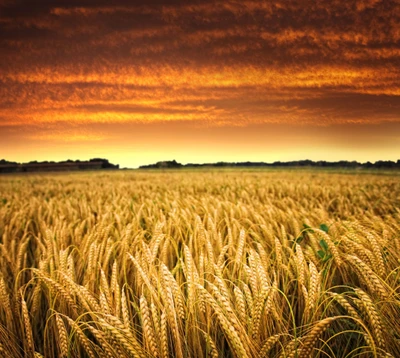 Golden wheat field under a vibrant sunset sky.