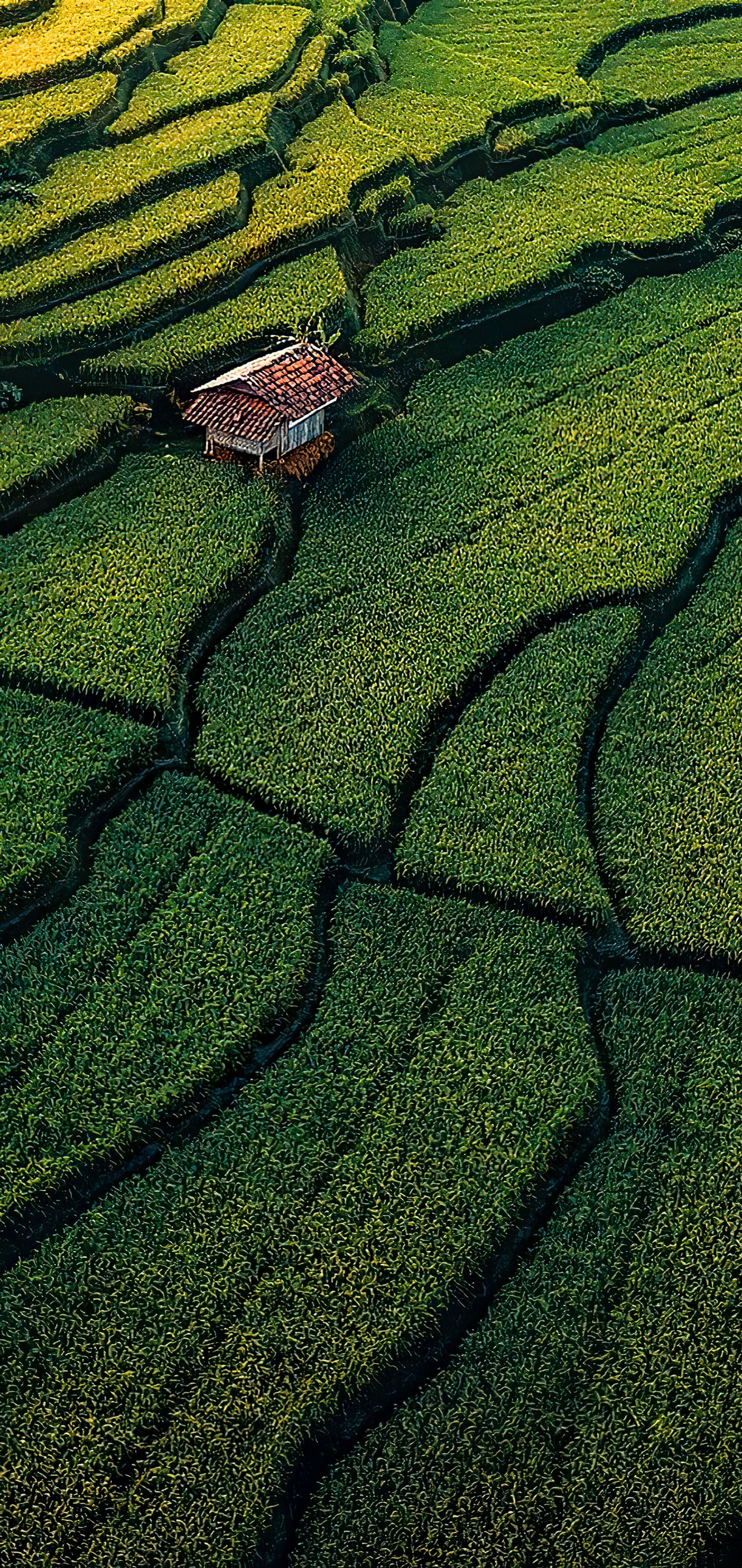 Vista borrosa de una casa en un campo de hierba verde (vegetación, hierba, pradera, pasto, cesped)