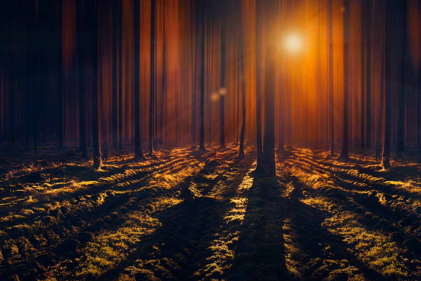 Ein dunkler wald mit hellem licht, das durch die bäume scheint (sonnenstrahlen, wälder, hohe bäume, schatten, darker wald)