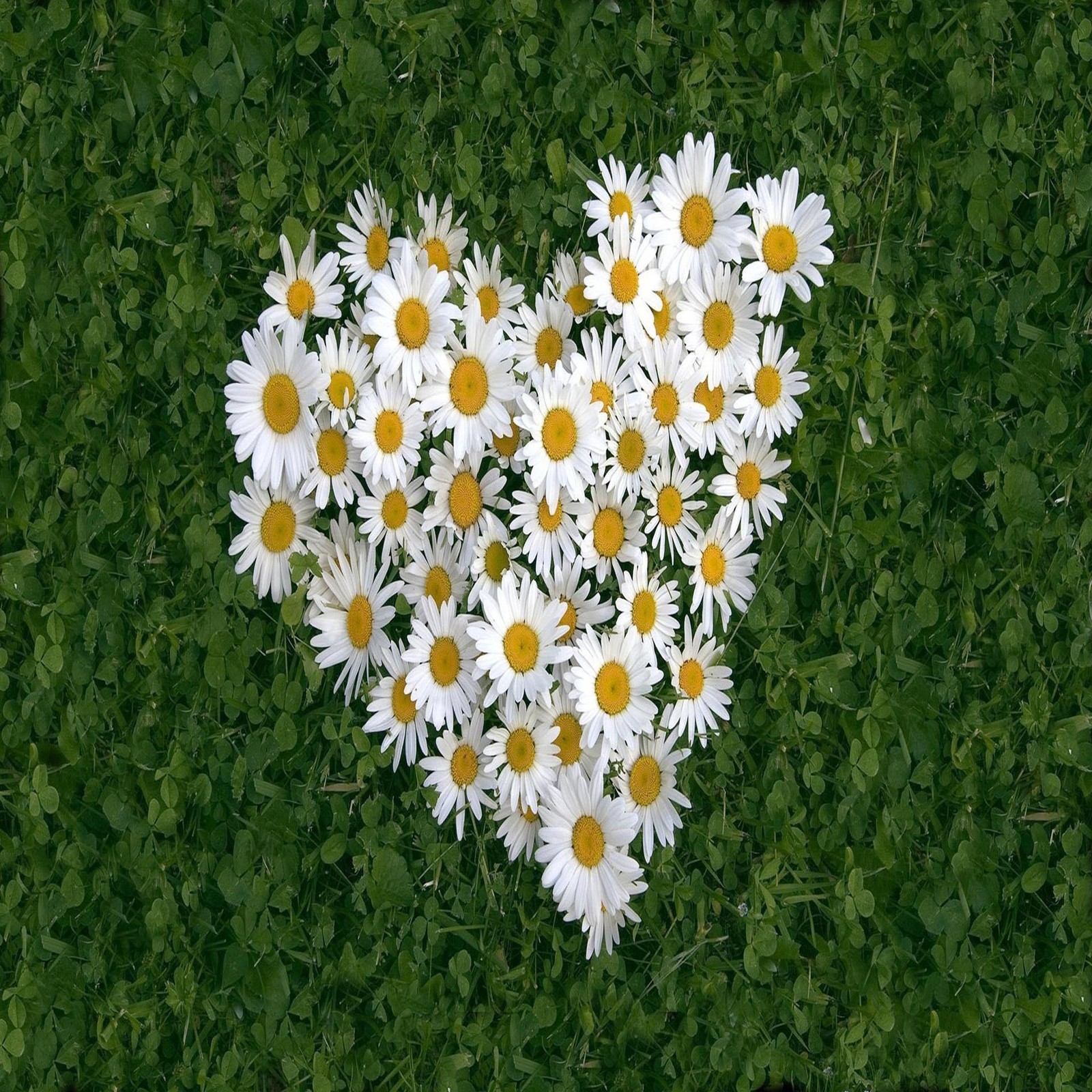 Gros plan d'un arrangement en forme de cœur de marguerites dans un champ. (beau, mignon, regard, sympa)