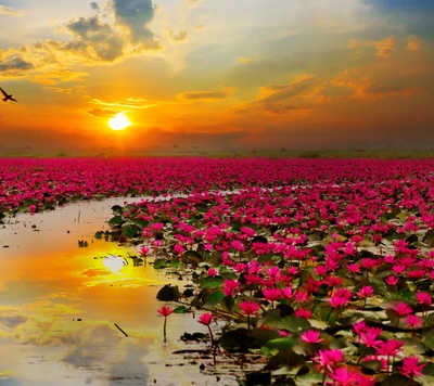 Fleurs de lotus vibrantes sous un coucher de soleil doré