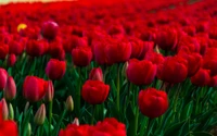 jardim de flores, jardim, jardim de rosas, flor, planta com flores