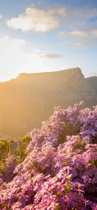 montanha, natureza, nuvem, flor, comunidade vegetal