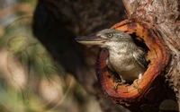 Pica-pau nidificando em um oco de árvore