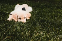 golden retriever, puppy, retriever, dog, canidae