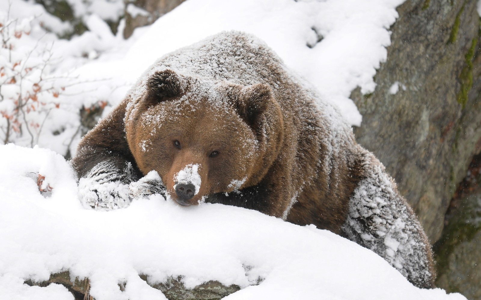 Ein brauner bär sitzt auf einem stein im schnee (eisbär, grizzlybär, bär, braunbär, landsäugetier)