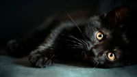 A close-up of a black kitten with striking golden eyes, lying down and gazing curiously, showcasing its delicate whiskers and sleek fur.