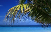 Tropical Paradise: Palm Trees Framing a Serene Caribbean Sea