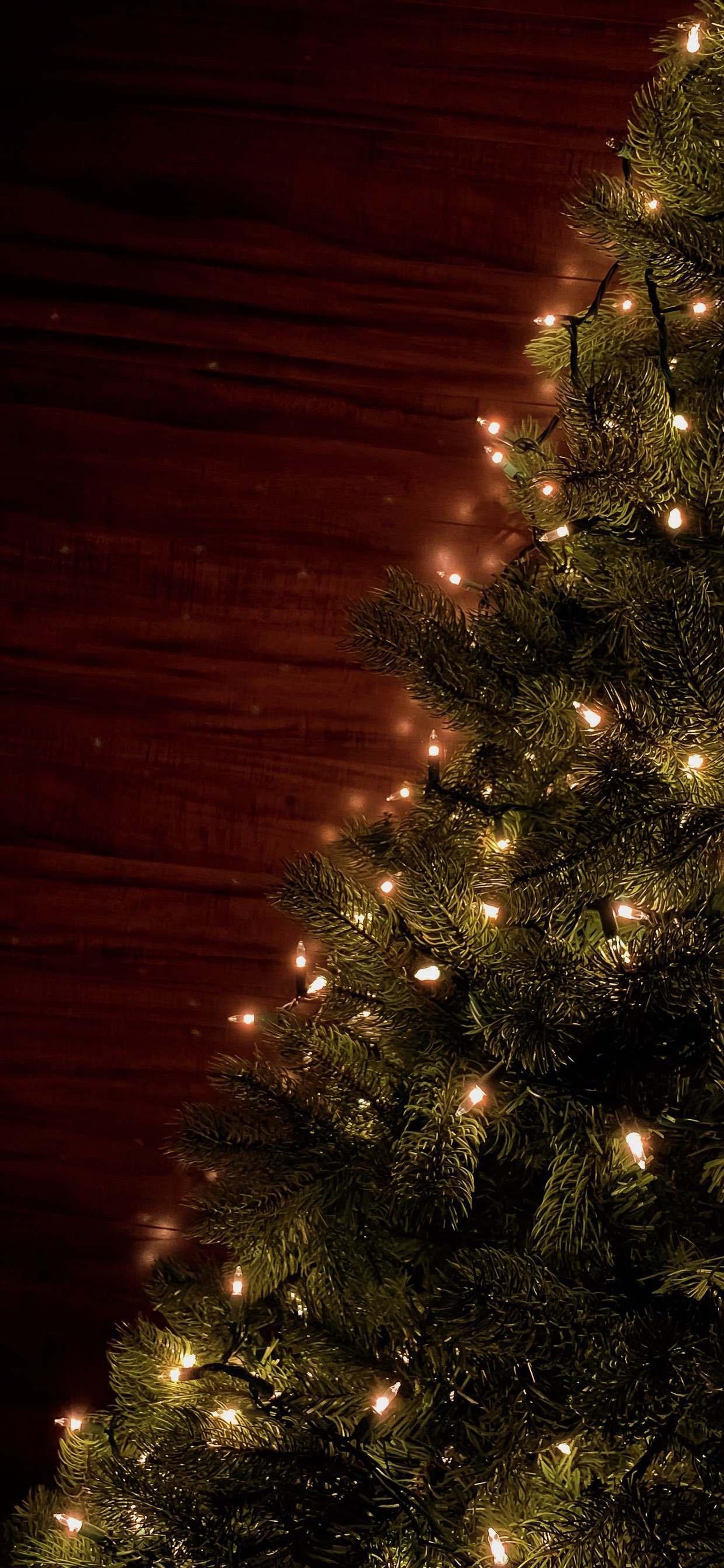 christmas tree, christmas day, holiday, plant, light wallpaper