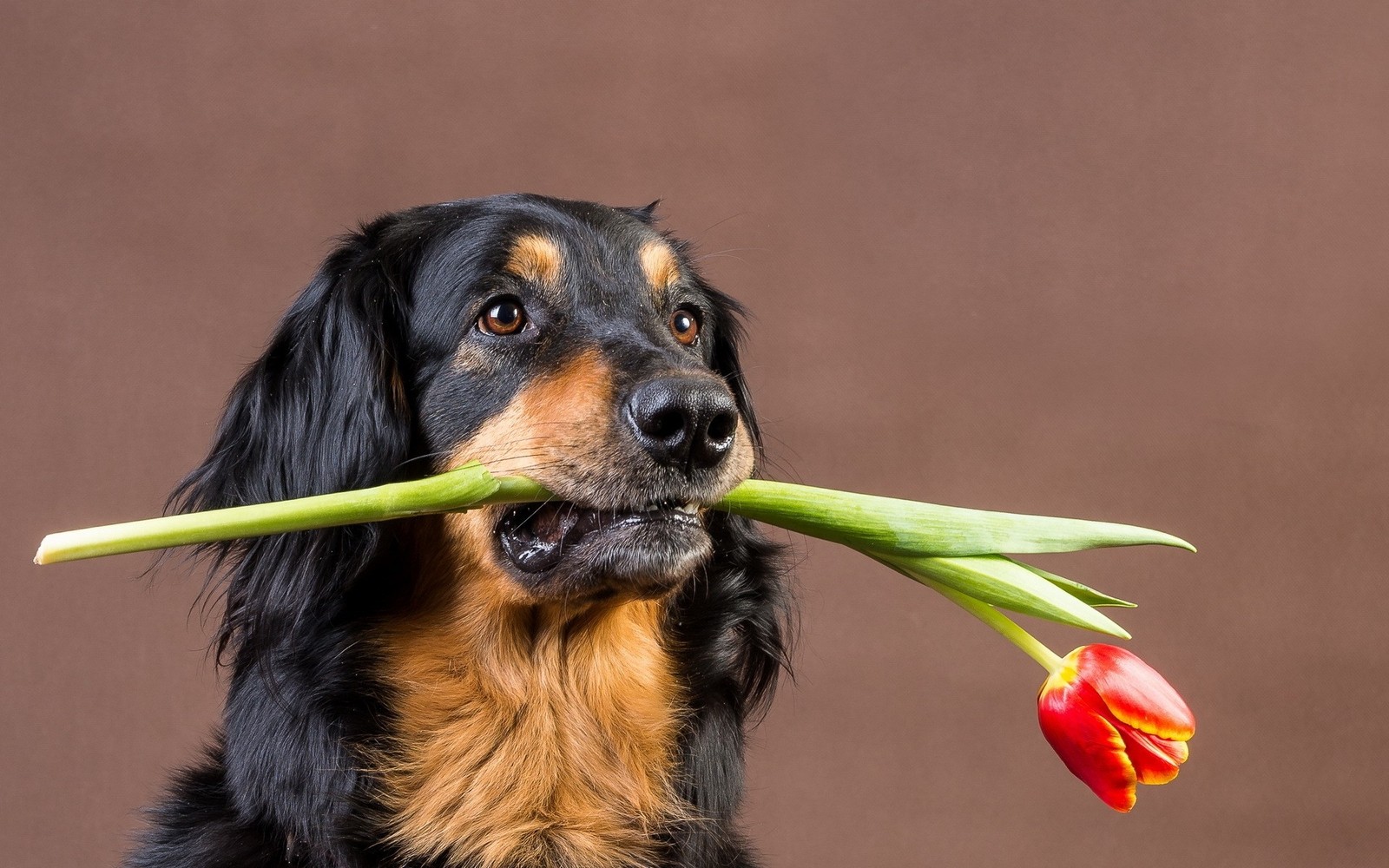 Há um cachorro segurando uma flor na boca (raça de cachorro, cão de companhia, cão preto e castanho austríaco, mamífero semelhante a cão, focinho)