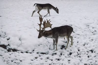 Faune hivernale : cerfs dans un paysage enneigé