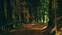 Caminho tranquilo através de uma floresta antiga de abetos e firs