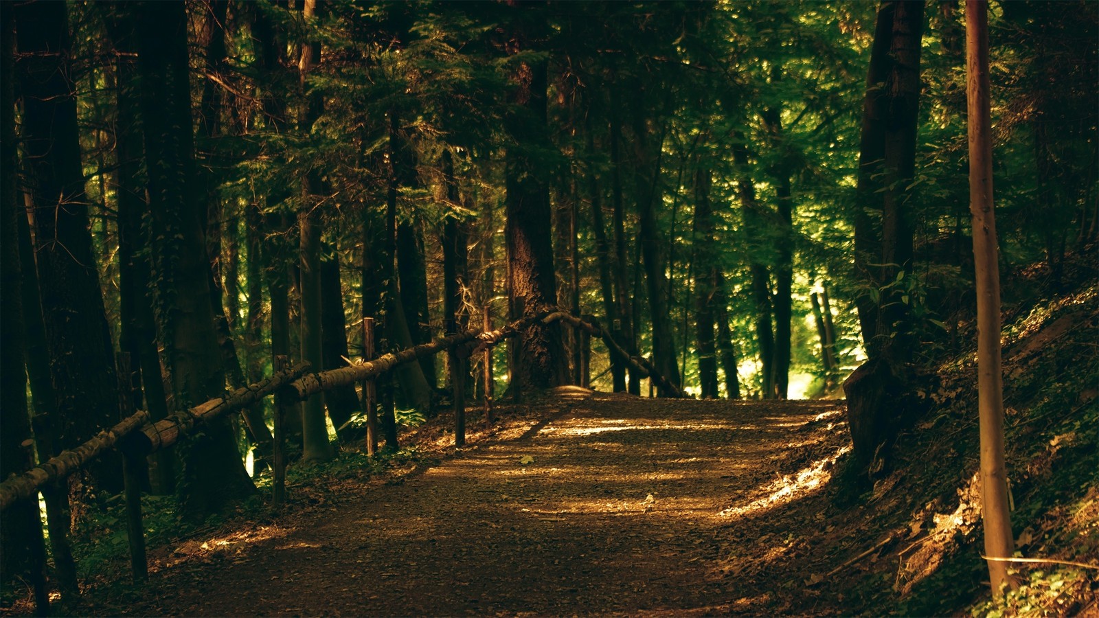 Vue aérienne d'un chemin dans les bois avec une clôture et un banc (arbre, forêt, boisé, nature, écosystème)