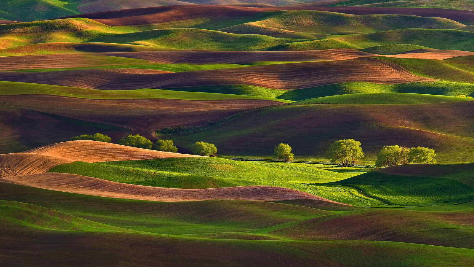 Uma vista de um campo com algumas árvores no meio (natureza, verde, pradaria, colina, terras altas)