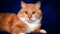 Siberian tabby cat with striking orange fur and expressive eyes.