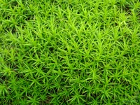 Lush Green Groundcover of Aquatic Vascular Plants