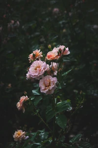 Roses floribunda roses en fleurs dans un jardin luxuriant