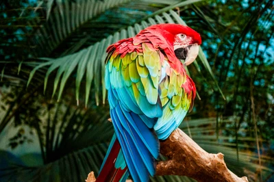 Vibrante guacamayo escarlata posado entre la exuberante vegetación